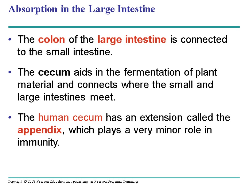 Absorption in the Large Intestine The colon of the large intestine is connected to